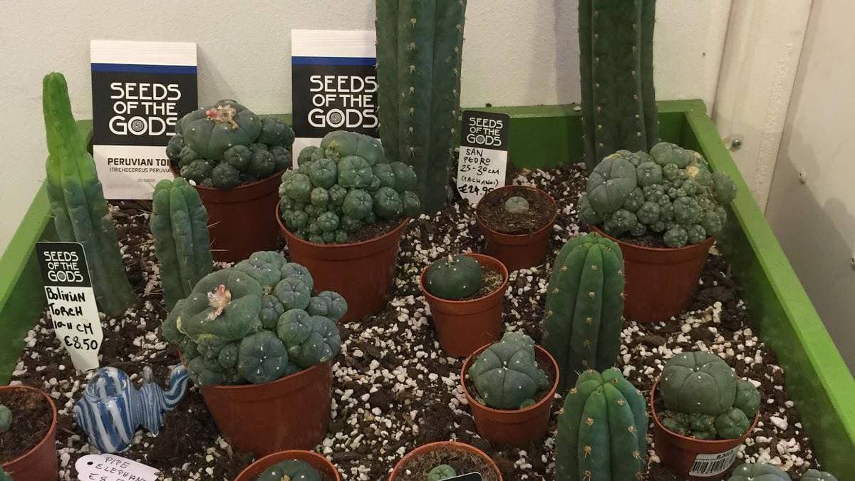 Azarius smartshop, headshop and vaporizers - Foto 4