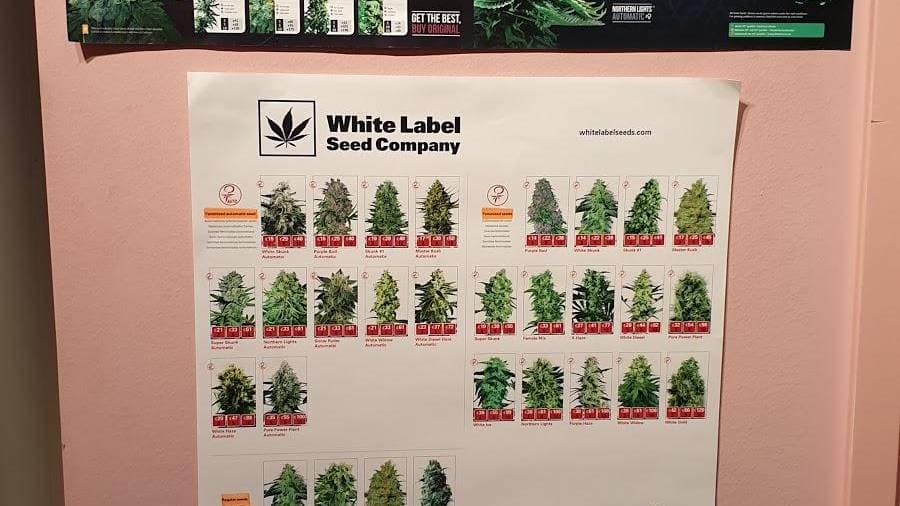 Sensi Smile - Foto 1